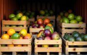 Photographie de fruits