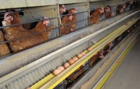 Photographie de poules en batterie