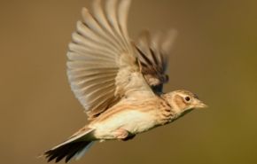 Photographie d'une alouette des champs